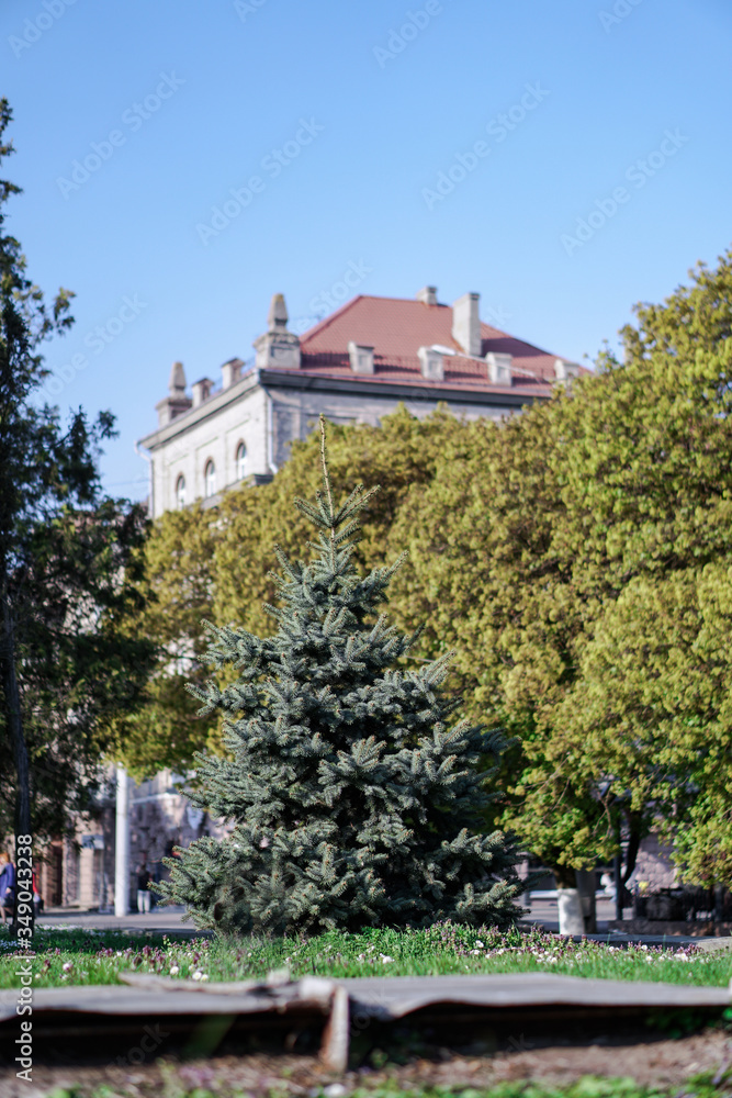 Beautiful Christmas tree on a background of a green park and a house. European landscape.