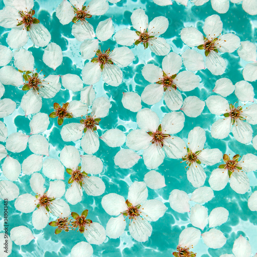 Flat lay of floating wild cherry white flowers and petals on the surface of water in sunny day. Spring time and blossom. 