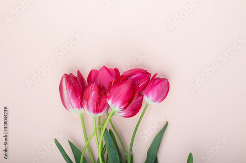Fototapeta Naklejka Na Ścianę i Meble -  Red tulips lie on a light pink background