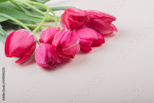 Red tulips lie on a light pink background