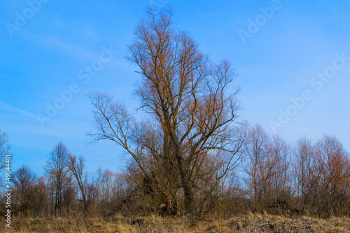 an old broken tree against a blue sky