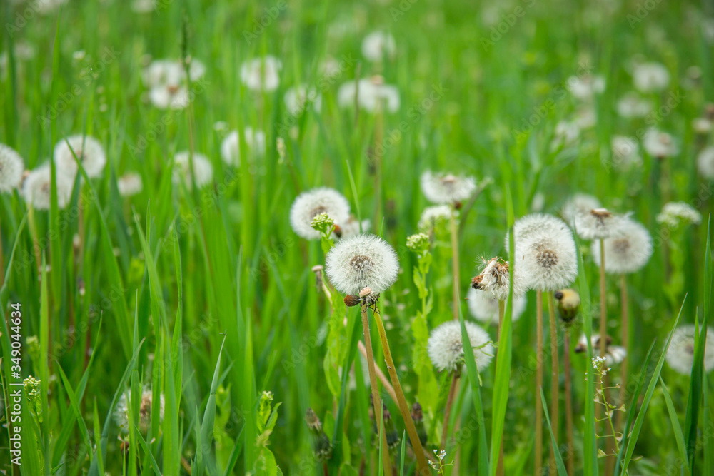 dandelions in the green grass in garden