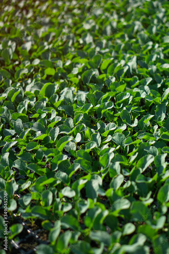 Lush vegetation in the garden. Seedlings in the greenhouse of cabbage and lettuce. Green background for vegetarians. Lush vegetation in the garden. Seedlings in the greenhouse of cabbage and lettuce. Green background for vegetarians.