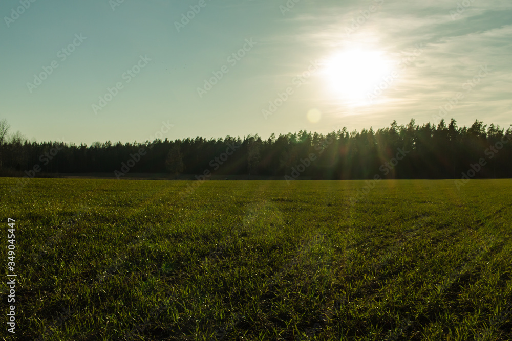 Green grass meadow at sunset time