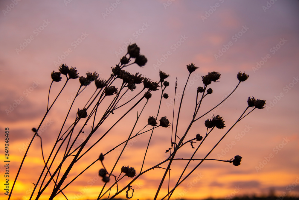 Obraz premium Dried flowers on a background bright sunset.