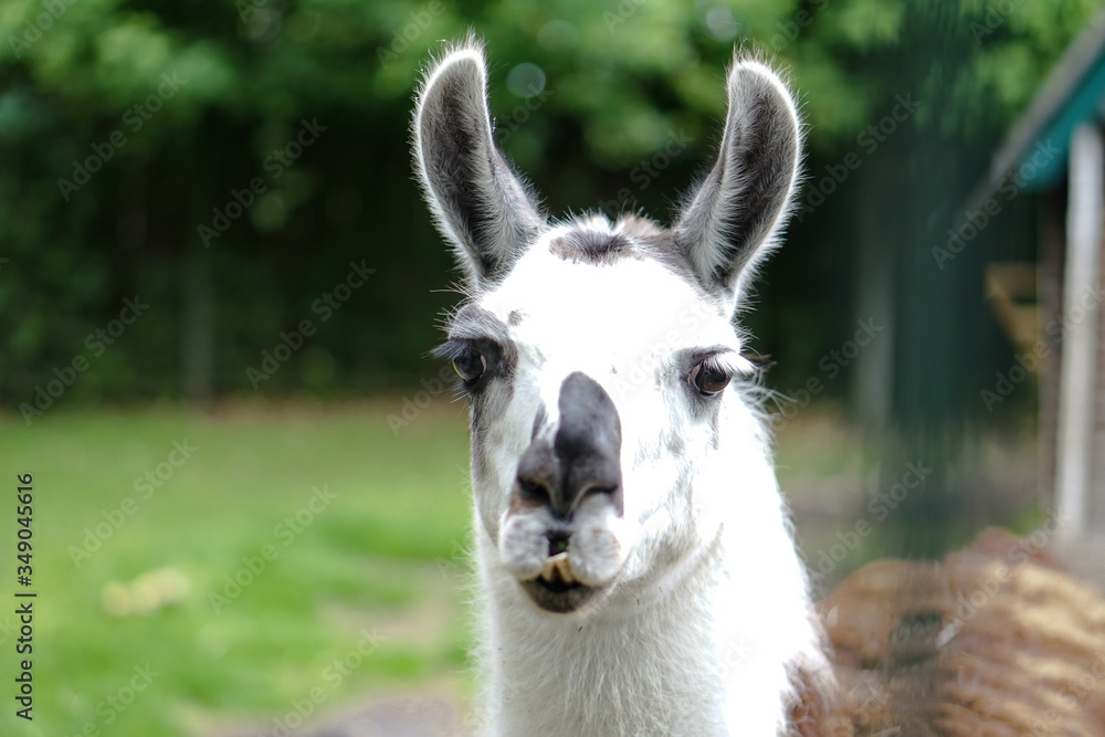 Beautiful and funny llama in the fence. Farmland. The animal is domestic. Stock photo