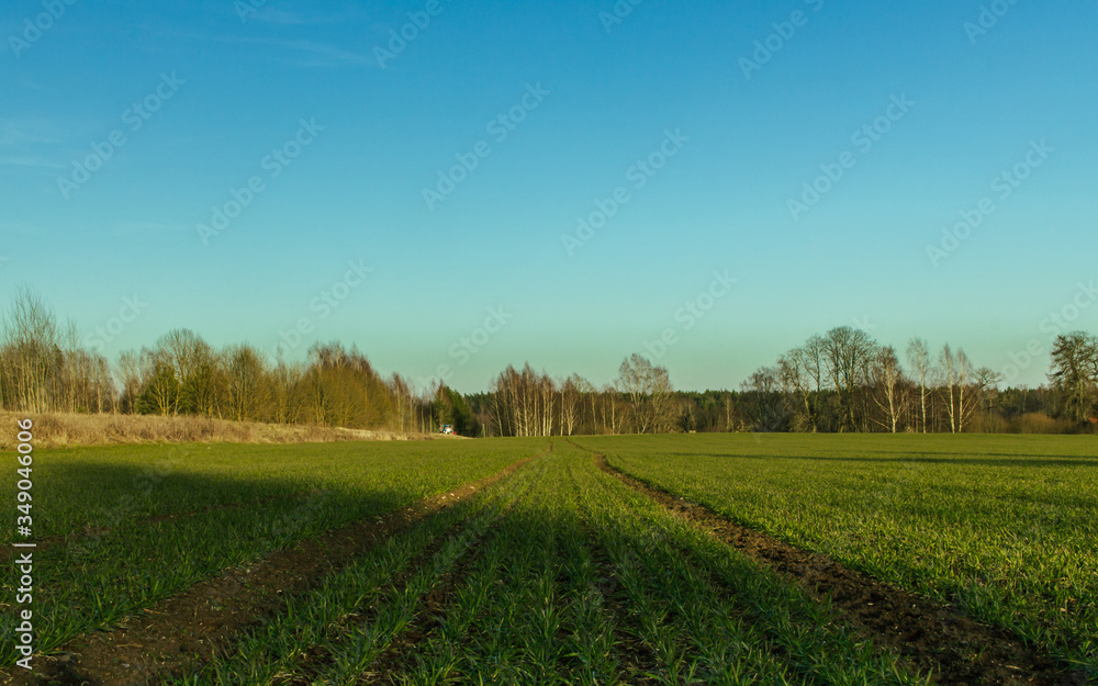 Green grass meadow at sunset time