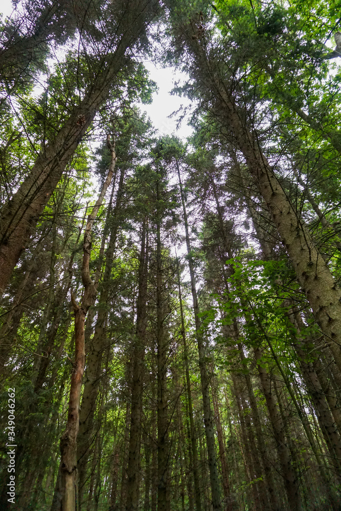 Forest Forest