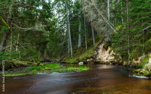 Green natural forest, dark river in national park