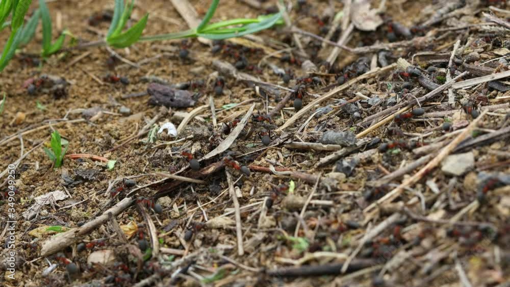 4k video of ants working on ants nest. 4k video of ants working on ants nest.