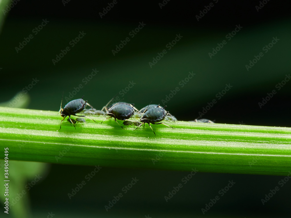 Fototapeta premium bugs on leaf