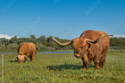 Szkockie krowy żyjące na terenie rezerwatu przyrody w Holandii Północnej. #349049456