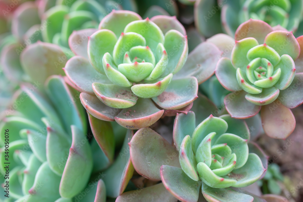 Fresh and luxuriant succulents Fresh and luxuriant succulents