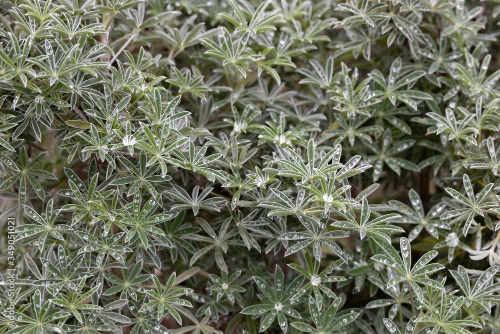 Lupine shrub with raindrops on leaves Lupine shrub with raindrops on leaves