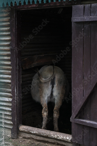 Sheep and goats behind the fence eat. Farm theme breeding animals. Stock Industrial Theme