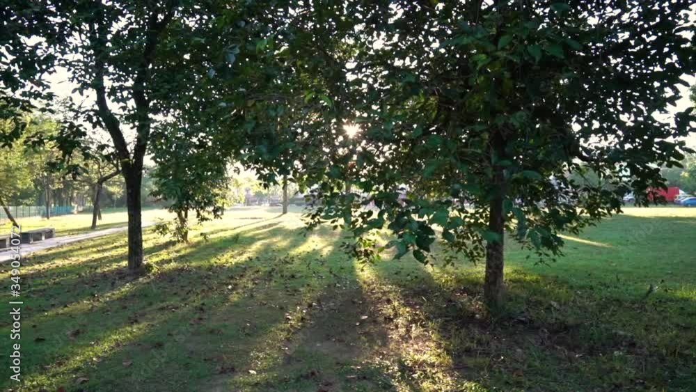Beautiful landscape of park with trees and long shadows, with sun rays and flares from morning sun. Beautiful landscape of park with trees and long shadows, with sun rays and flares from morning sun.