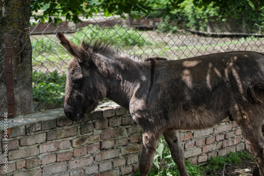 Fototapeta premium Donkey on a farm in the paddock. Pet walks on the street. Stock rural theme photo