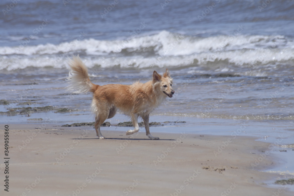 Diversão canina na praia!