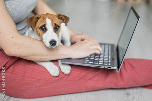 Puppy Jack Russell Terrier sits and misses his mistress's lap. Unrecognizable woman sitting on the floor in a comfortable pose and studying on a laptop.