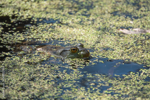 American Bullfrog in Pond in Springtime