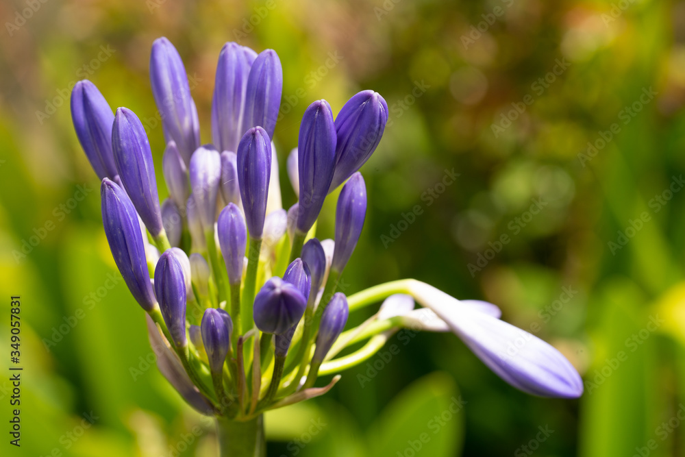 Fototapeta premium An african Lily