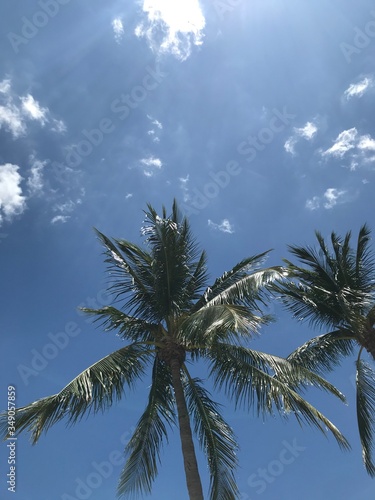 Palm trees of Palm Beach 