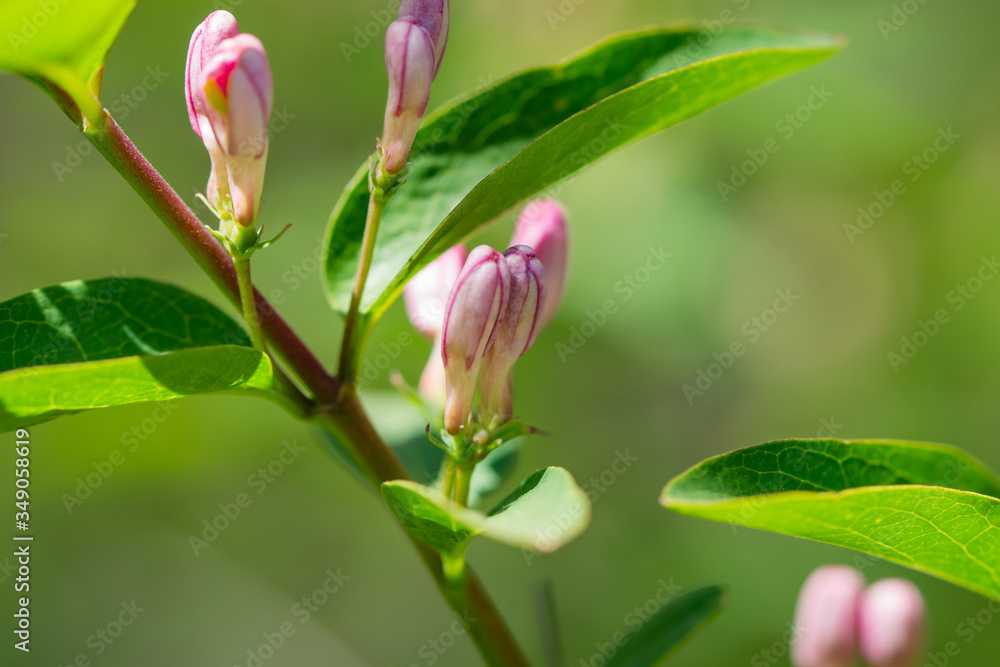 Honeysuckle Flower Buds in Springtime Honeysuckle Flower Buds in Springtime