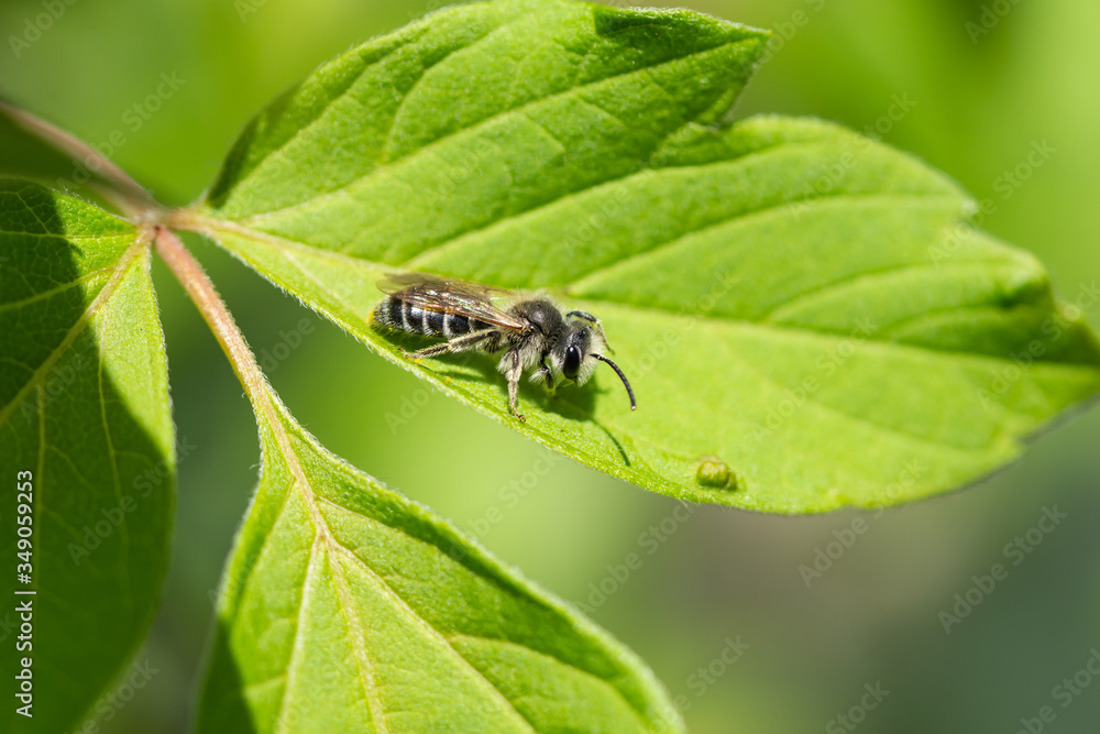Mining Bee on Leaf in Springtime Mining Bee on Leaf in Springtime