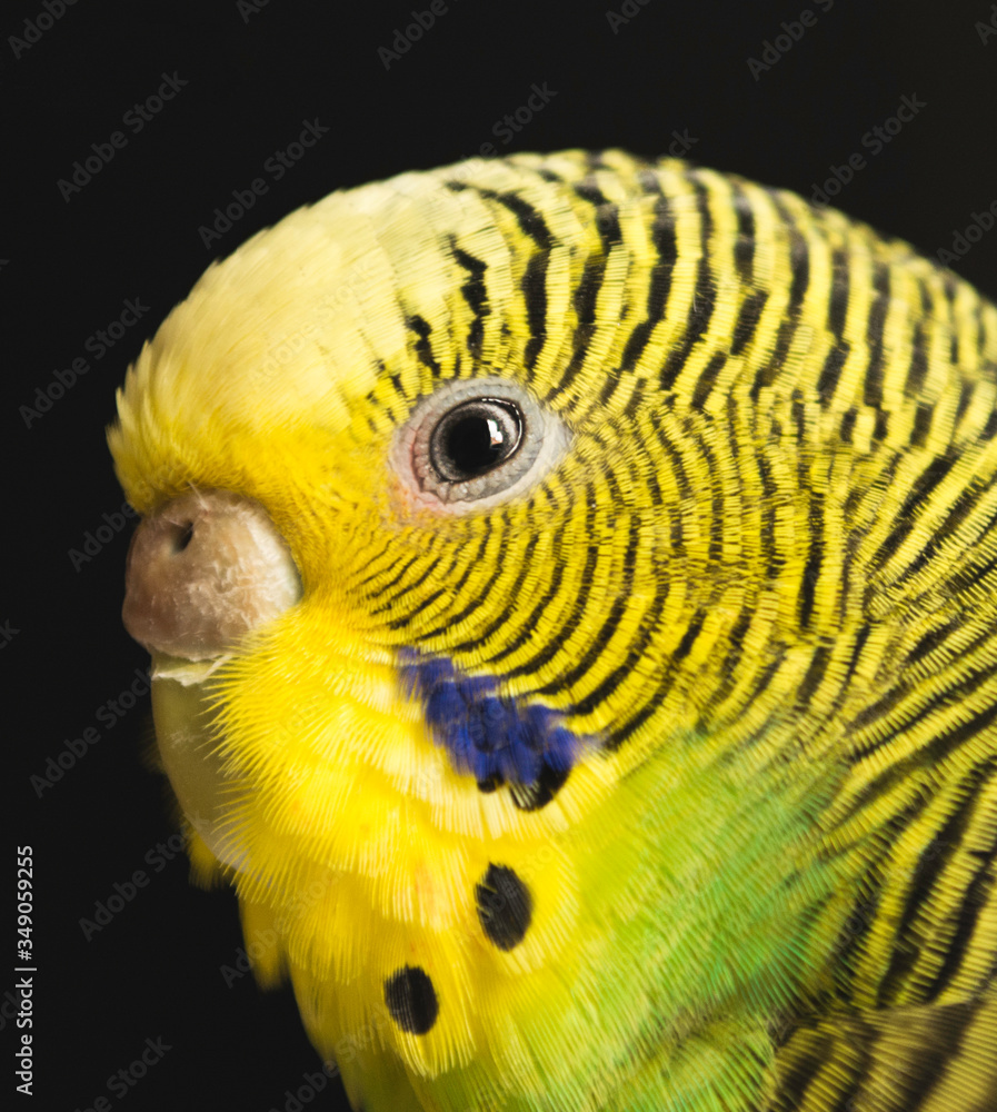 Fototapeta premium Un lindo pajaro, un periquito australiano. Este es un retrato de un pajarito.