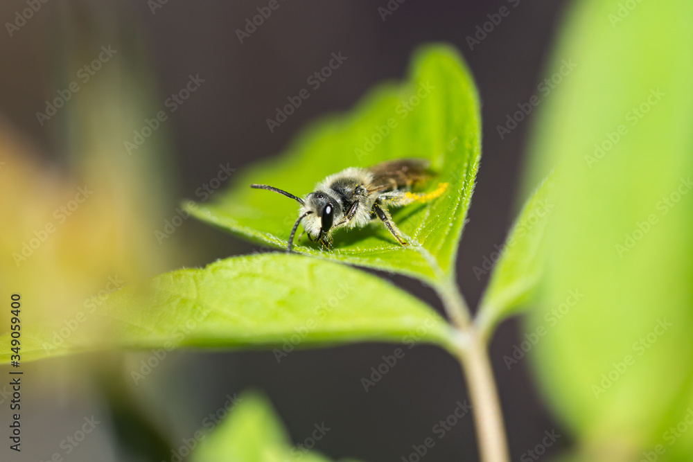 Mining Bee on Leaf in Springtime Mining Bee on Leaf in Springtime
