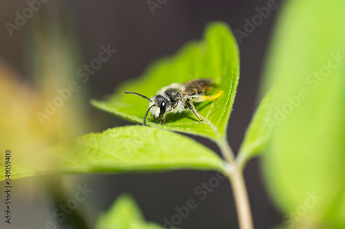 Mining Bee on Leaf in Springtime © Erik