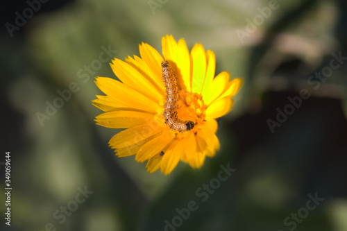 Larva of a Heliothinae on a yellow wild flower photo
