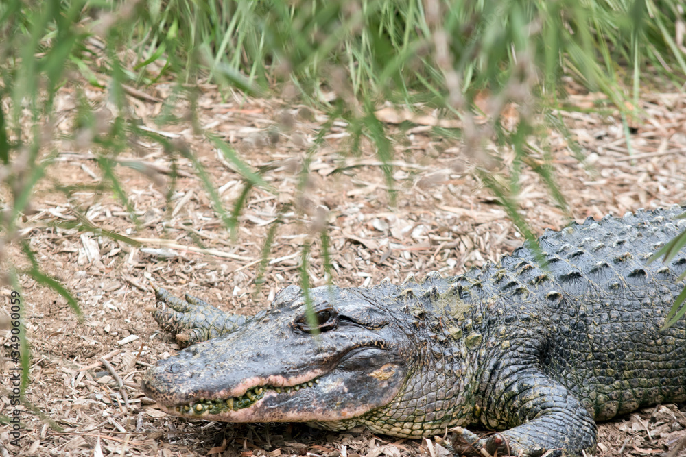 this is a side view of an alligator