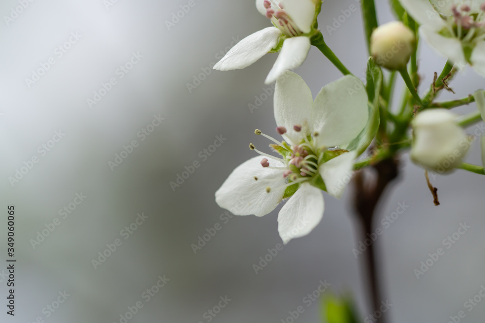 Obraz premium Pear Flowers in Bloom in Springtime