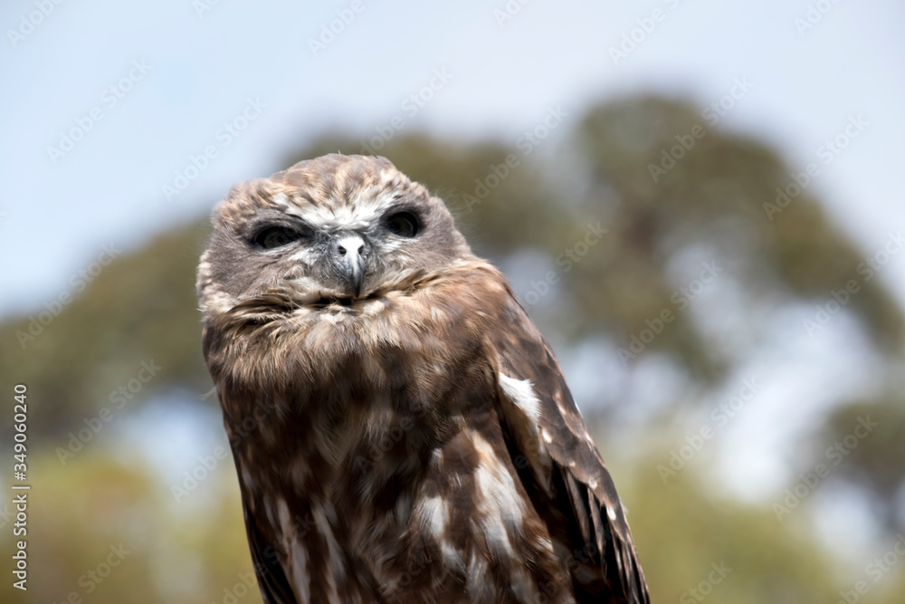 this is a close up of a boobook owl this is a close up of a boobook owl