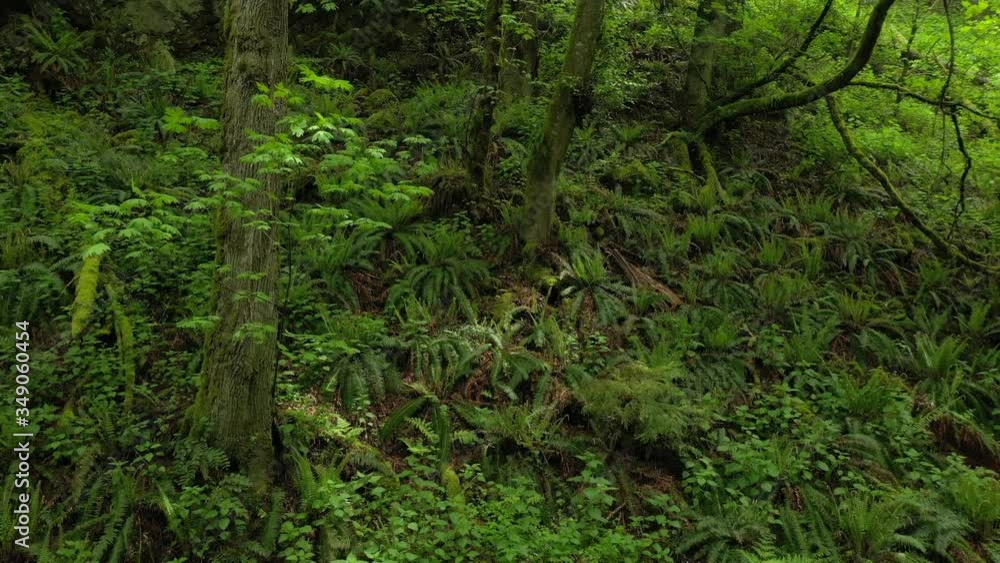 Lush Pacific Northwest Rain Forest During Springtime Growth. A drone look at a fir and cedar forest flying over a valley of sword ferns and undergrowth. Lush Pacific Northwest Rain Forest During Springtime Growth. A drone look at a fir and cedar forest flying over a valley of sword ferns and undergrowth.