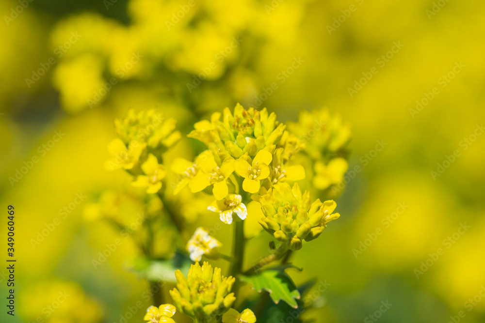 Winter Cress Flowers in Springtime Winter Cress Flowers in Springtime