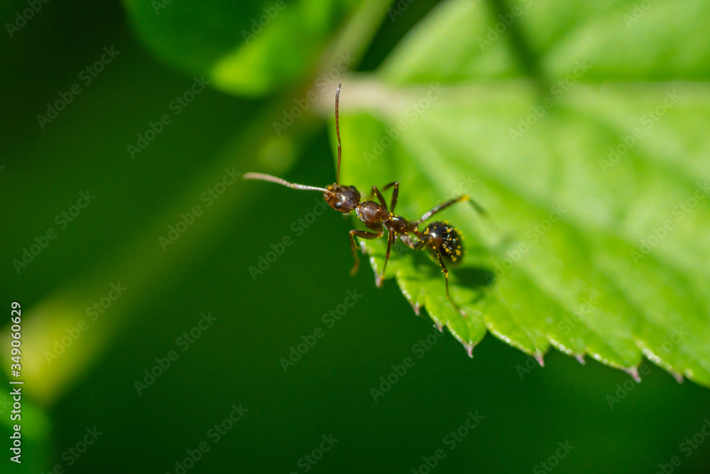 Wood Ant on Leaf in Springtime