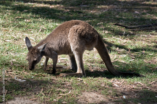 this is a joey western grey kangaroo