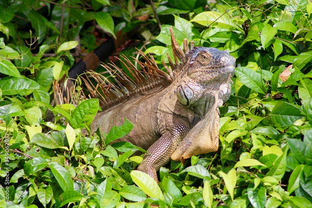 Obraz premium Tree Iguana in Costa Rica