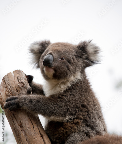 this is a 10 month old joey koala rescued from the bush fires on kangaroo island