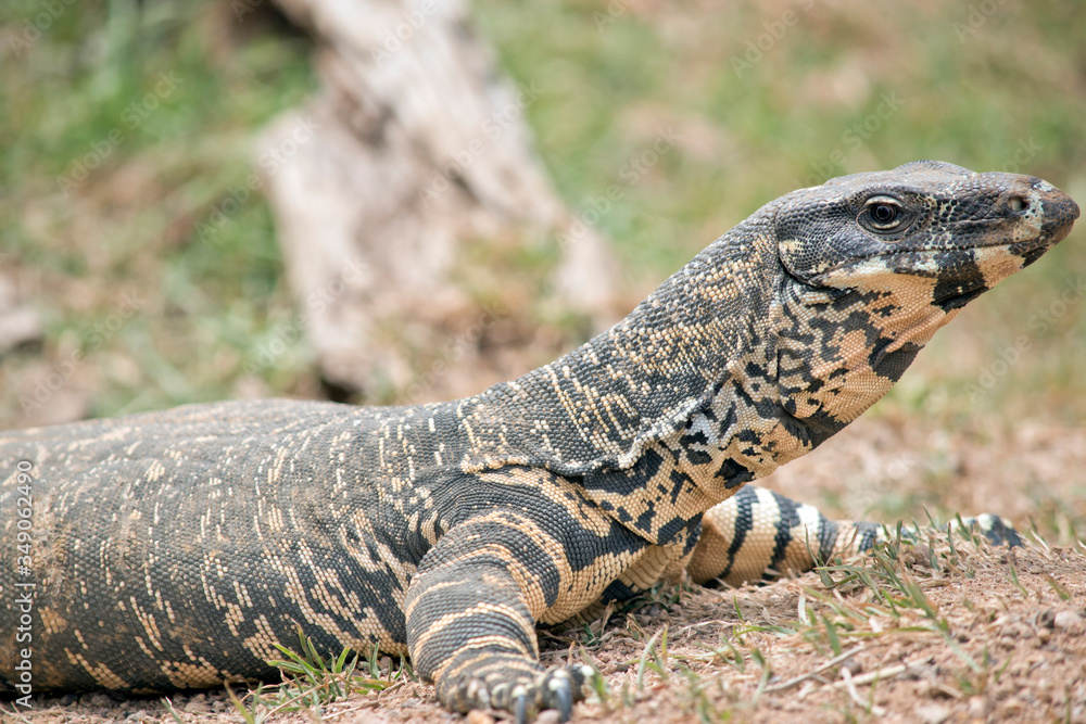 Fototapeta premium this is a side view of a lace lizard