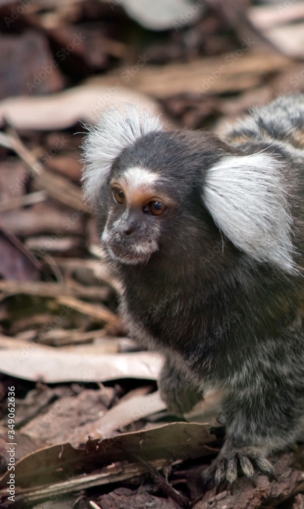 this is a white eared marmoset this is a white eared marmoset