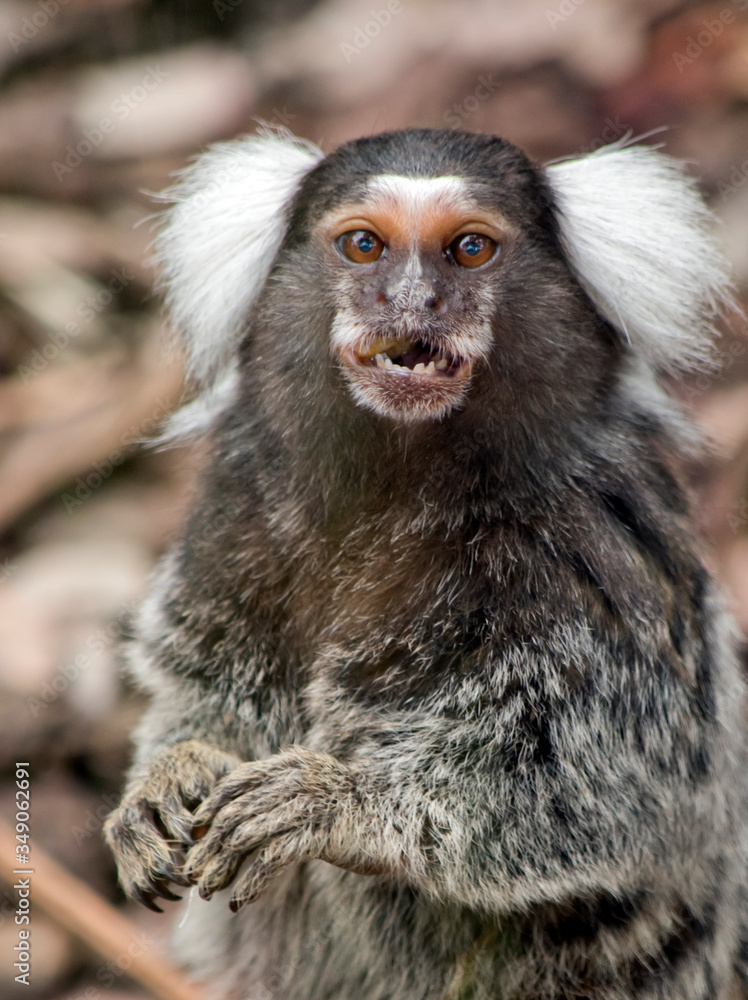 the white eared marmoset is eating an apple the white eared marmoset is eating an apple