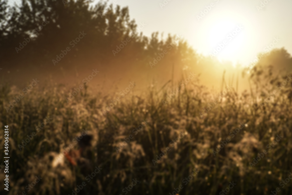 Beautiful morning landscape in light fog and the sun. Blades of grass and bushes glow in the evening. Stock nature background for design. Beautiful morning landscape in light fog and the sun. Blades of grass and bushes glow in the evening. Stock nature background for design.