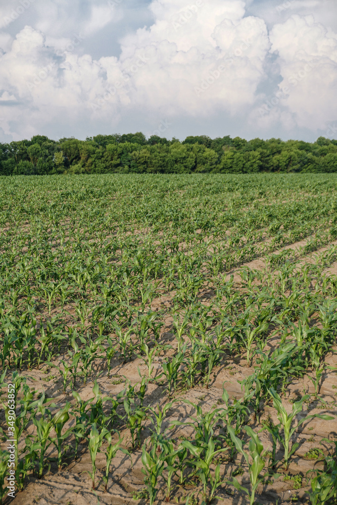 Obraz premium Planted crop farm field. The fertile land of the agricultural sector. food on black soil in the garden. Industrial stock theme