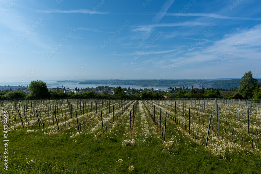 Vineyard on the shore of Lake Constance (Bodensee), in Southern Germany