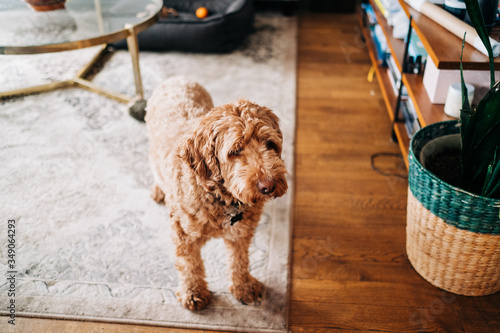 Cute dog at home; Australian Labradoodle standing