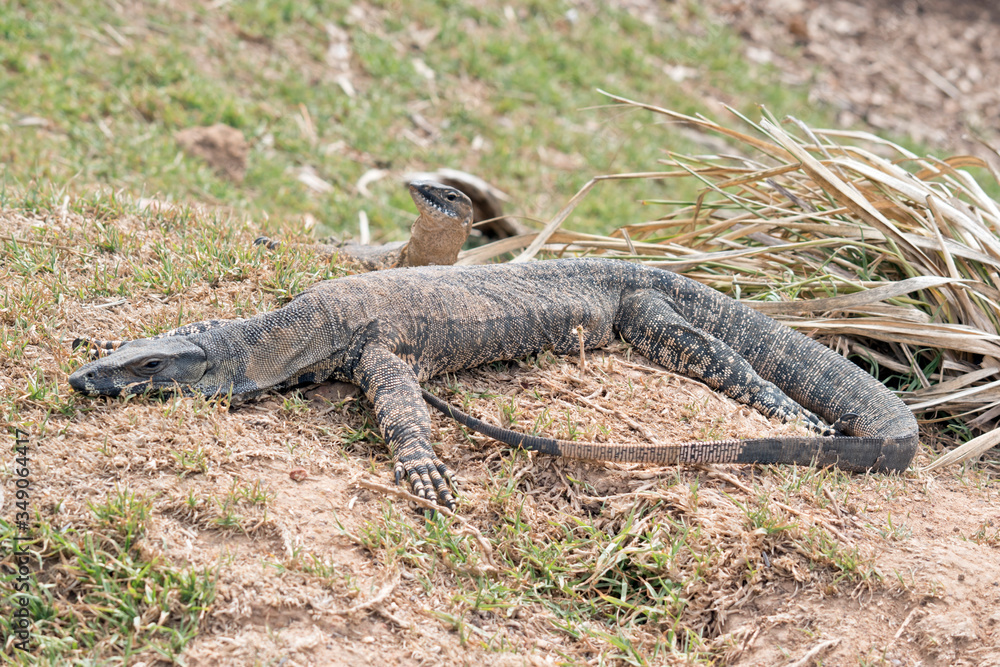 the Rosenberg's lizard is looking for food the Rosenberg's lizard is looking for food