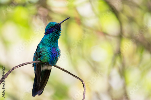 Hermoso colibri descanzando en una rama. Esta hermosa ave colorida esta cantando.